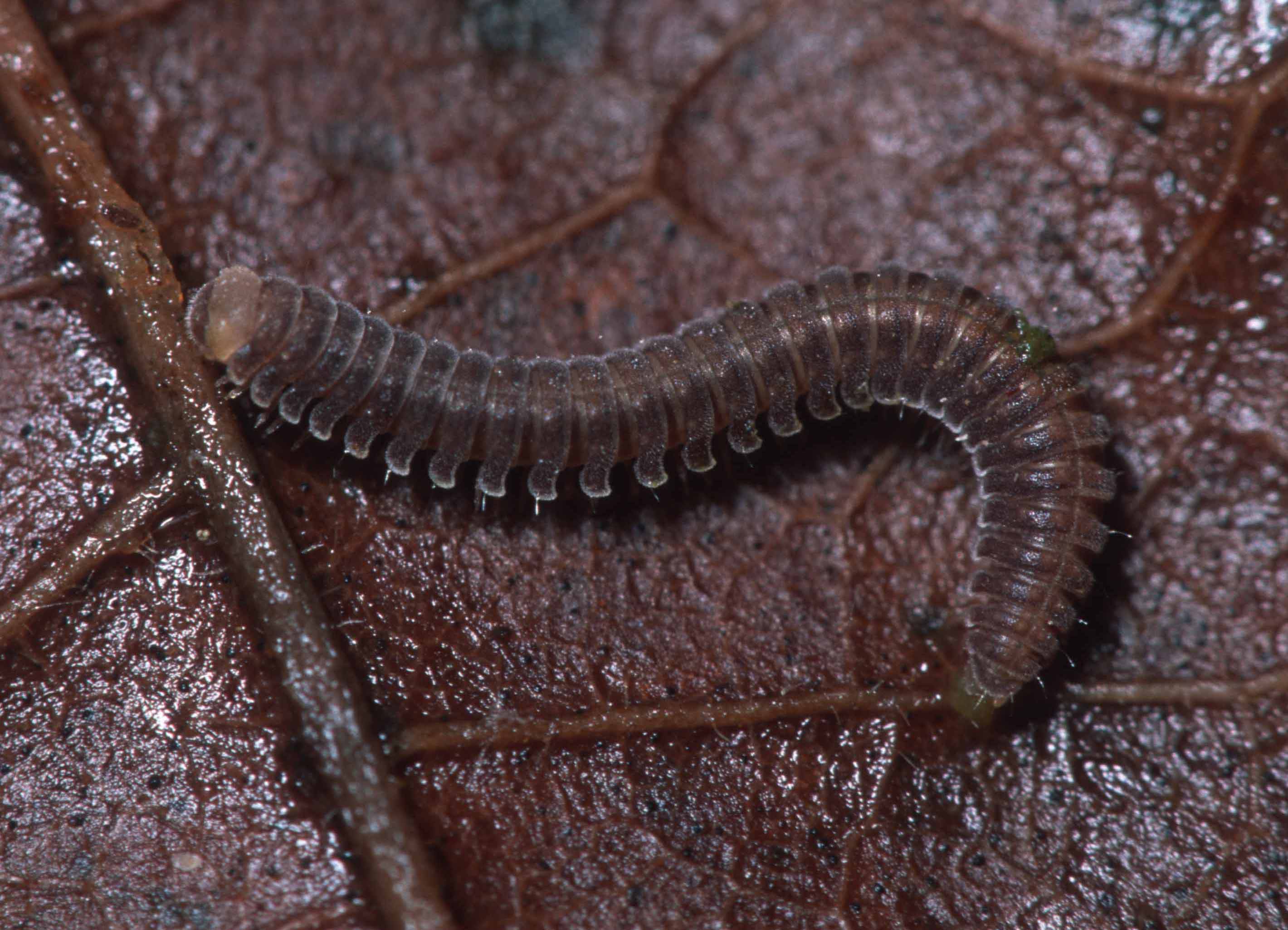 Представитель Семейства Rhiscosomididae